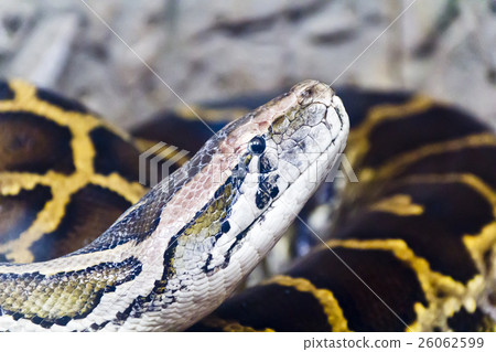 Photo of python head close up 26062599