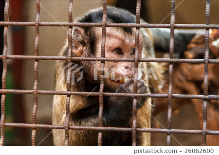 Sad monkey in the cage 26062600