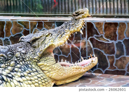 Crocodile head with open fall 26062601