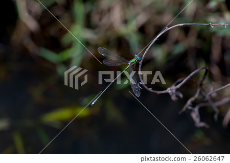 Dragonfly dragonfly dragonfly Dragonfly Insect 26062647