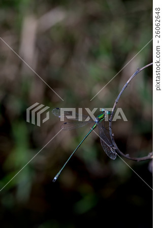 Dragonfly dragonfly dragonfly Dragonfly Insect 26062648