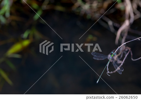 蜻蜓蜻蜓蜻蜓蜻蜓昆蟲 26062650