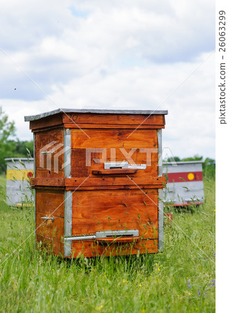 Hives in the apiary 26063299