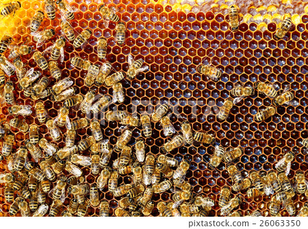 Bees convert nectar into honey and cover it in honeycombs 26063350