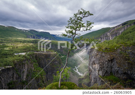 Lonely tree on the cliff of Voringsfoss canyon 26063905