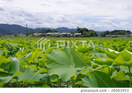 Kyoji Fujiwara 26063953