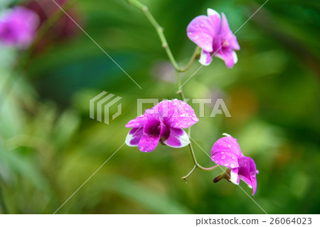 Dendrobium enobi purple orchids 26064023