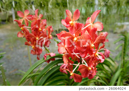Red orchids on green 26064024