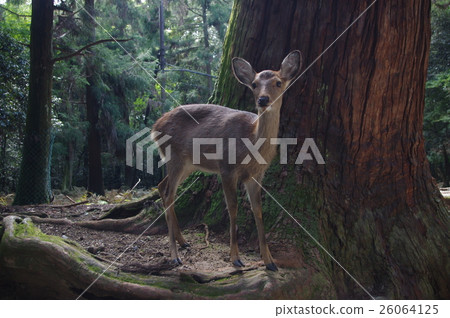 一隻鹿 26064125
