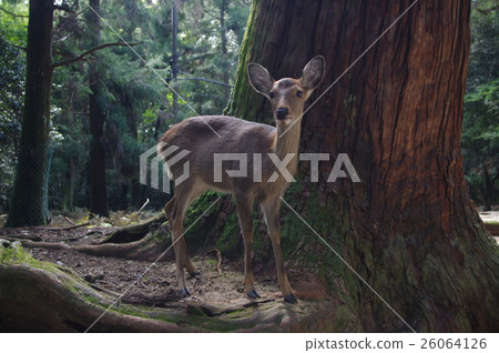 一隻鹿 一隻鹿 26064126