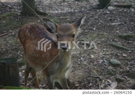 Bitch Bitch 26064150