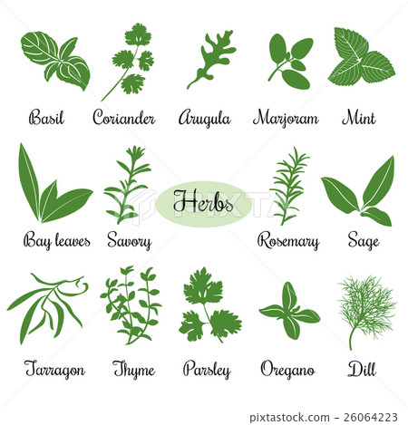 Big set of simple flat culinary herbs. Silhouettes 26064223