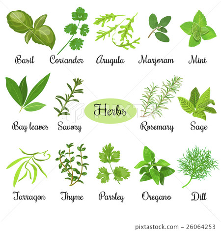 Big set of fresh culinary herbs Big set of fresh culinary herbs 26064253