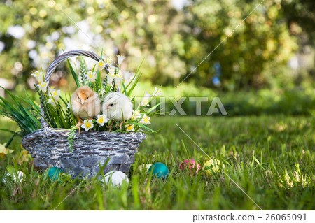 Little cute chicks Little cute chicks 26065091