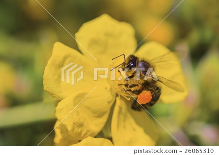 Honey bee apis mellifera collects nectar on flower Honey bee apis mellifera collects nectar on flower 26065310