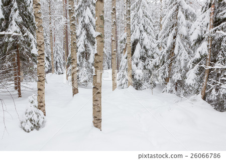 Trees in snow covered forest 26066786