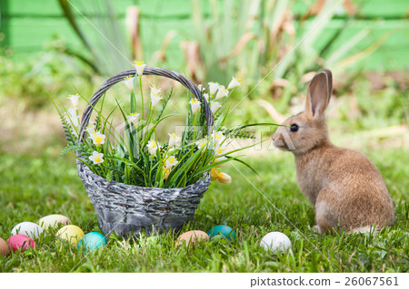 Cute rabbit on the grass 26067561