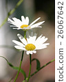 Two daisies on natural background 26067642