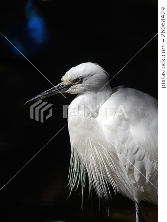 小白鷺 26068429