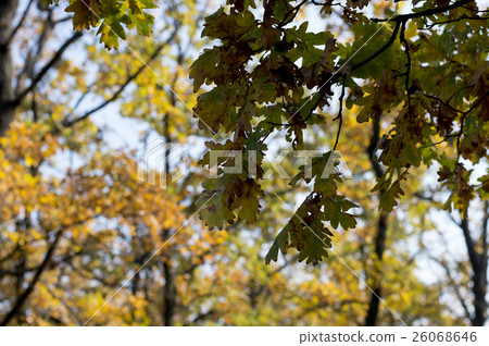 oak branch with gold leaves against  yellow wood 26068646