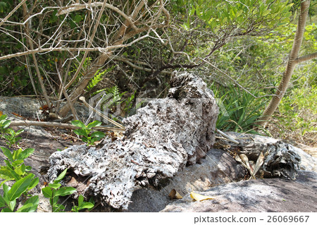 snag on the shore 26069667