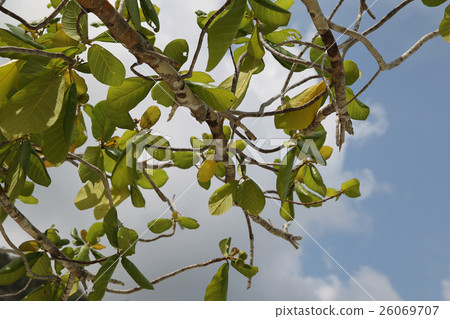 tropical plants and trees on the islands 26069707