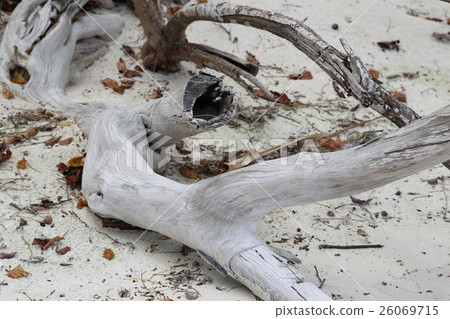 snag on the shore 26069715