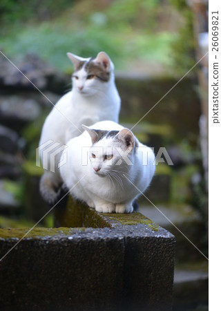 White cat White cat 26069821