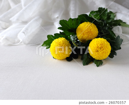 蓬蓬菊花 26070357