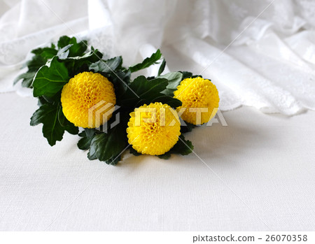 蓬蓬菊花 26070358