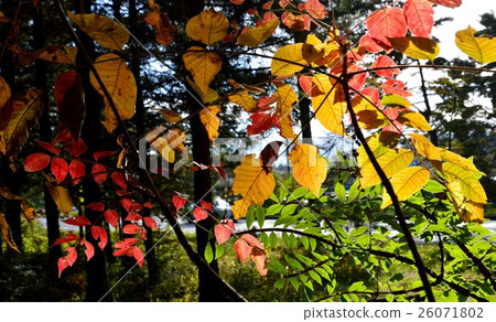 Small colorful autumnal leaves in the forest Small colorful autumnal leaves in the forest 26071802