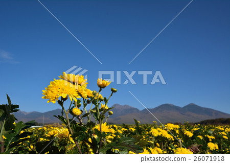 A chrysanthemum flower garden at the foot of Yatsugatake mountain A chrysanthemum flower garden at the foot of Yatsugatake mountain 26071918