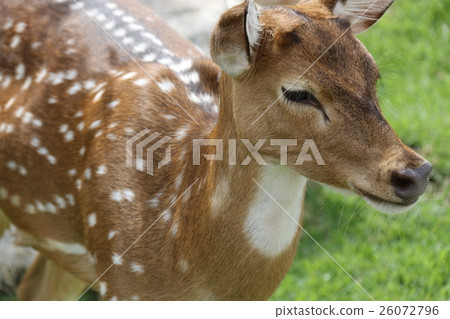 小鹿斑比 小鹿斑比 26072796