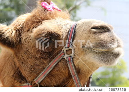 Camel 26072856