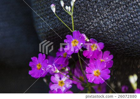 a pink purple wild flower 26072880