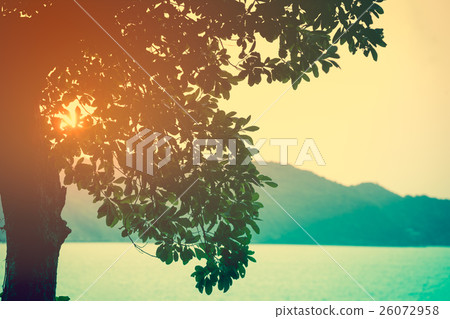 Sunbeam through tree, summer nature background. Sunbeam through tree, summer nature background. 26072958