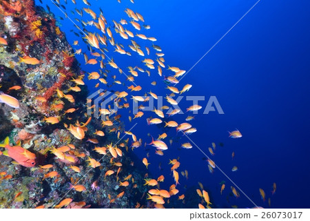 Hachijo Blue 26073017