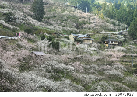 Kanae梅花林 Kanae梅花林 26073928