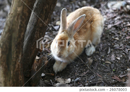 一隻挖洞的兔子 一隻挖洞的兔子 26078003