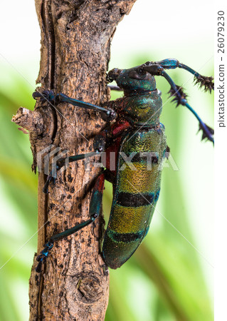 Longhorn beetle (Diastocera wallichi), Beetle 26079230