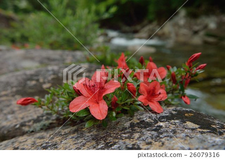 在Kiso的Iwatsuji 在Kiso的Iwatsuji 26079316