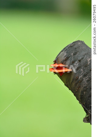 Orange mushroom 26079495