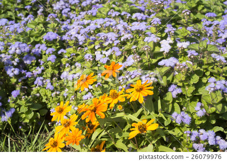 Flower garden wallpaper one side 26079976