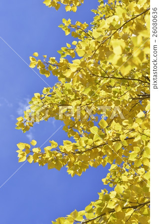 Fresh poplar 26080636