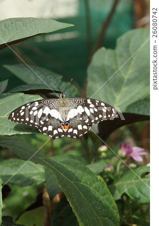 蝴蝶 26080742