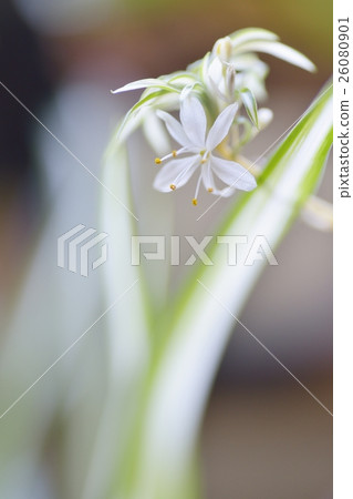 Orizururan的花朵 26080901