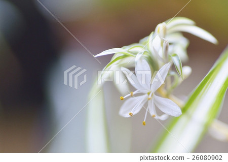 Orizururan的花朵 26080902