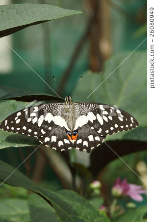 Butterfly Butterfly 26080949