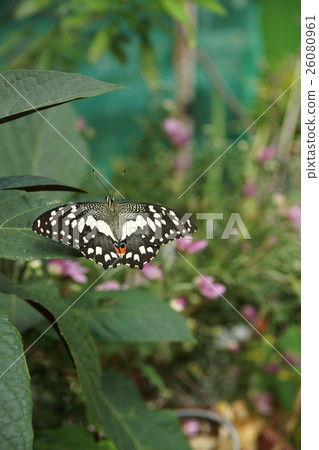 蝴蝶 26080961
