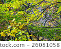 Autumn leaves fallen leaves nature fall 26081058